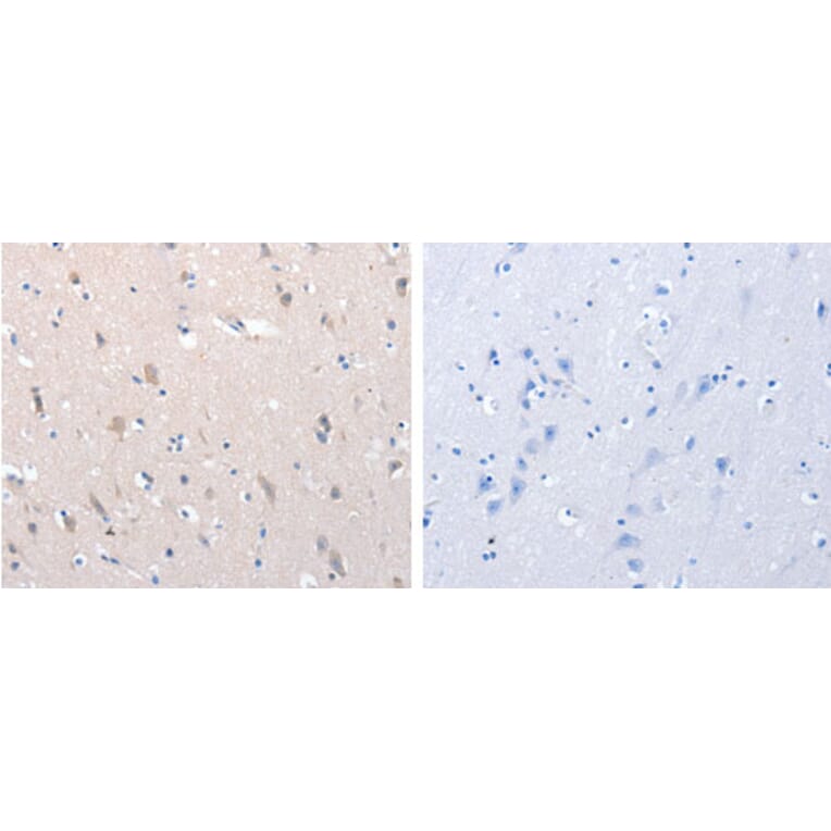 YWHAG Antibody from Signalway Antibody (31246) - Antibodies.com