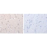 YWHAG Antibody from Signalway Antibody (31246) - Antibodies.com