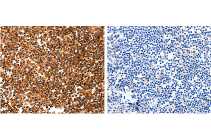 YWHAQ Antibody from Signalway Antibody (31247) - Antibodies.com