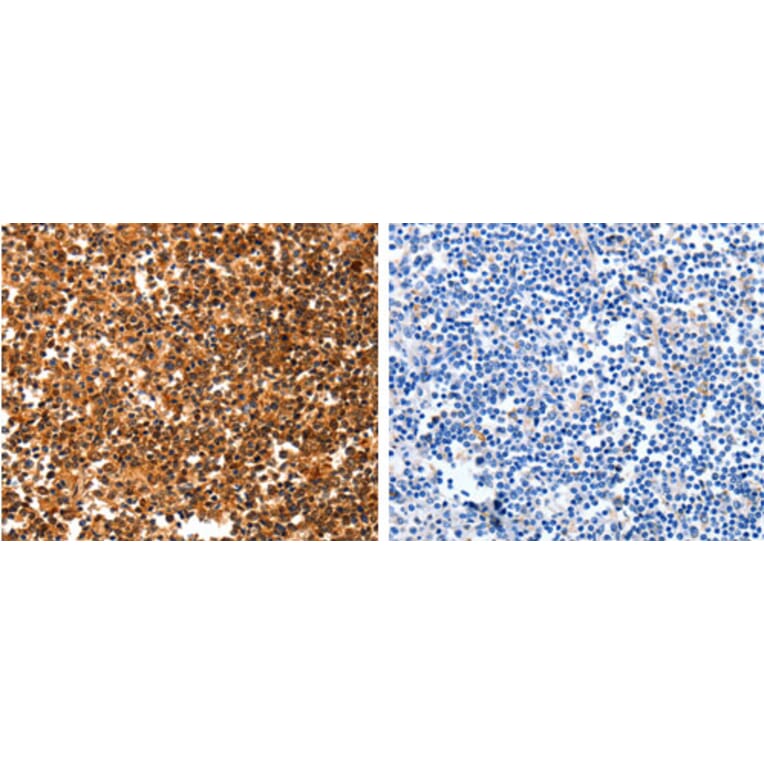 YWHAQ Antibody from Signalway Antibody (31247) - Antibodies.com