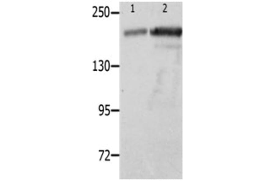 NPHS1 Antibody from Signalway Antibody (31249) - Antibodies.com