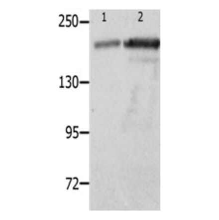 NPHS1 Antibody from Signalway Antibody (31249) - Antibodies.com