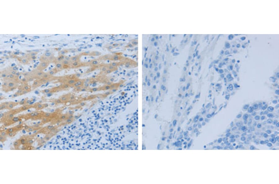 NPHS1 Antibody from Signalway Antibody (31249) - Antibodies.com