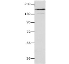 NFASC Antibody from Signalway Antibody (31250) - Antibodies.com