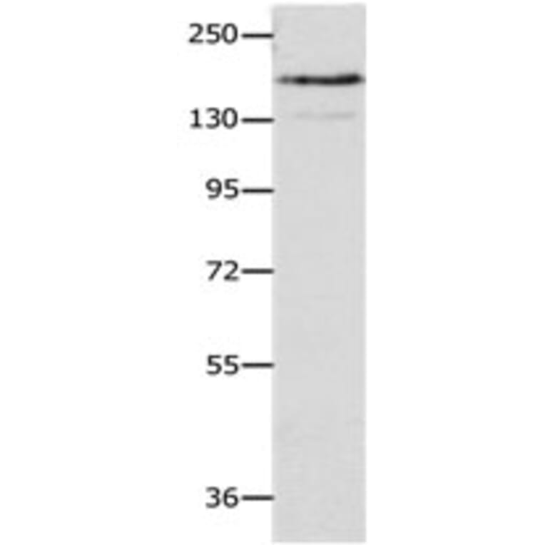 NFASC Antibody from Signalway Antibody (31250) - Antibodies.com