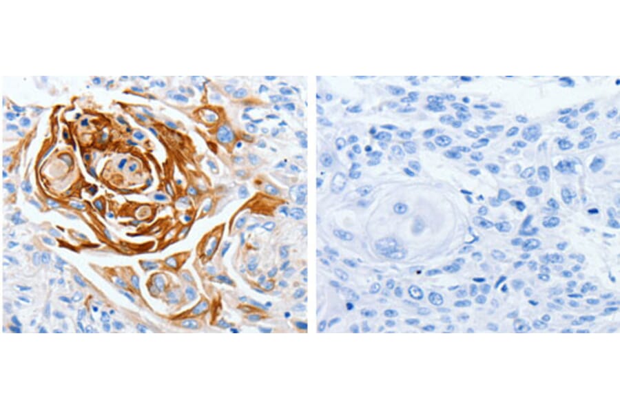 LPAR4 Antibody from Signalway Antibody (31253) - Antibodies.com