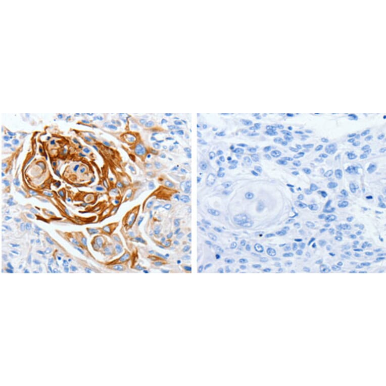 LPAR4 Antibody from Signalway Antibody (31253) - Antibodies.com