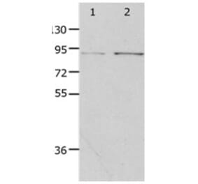 PIBF1 Antibody from Signalway Antibody (31261) - Antibodies.com
