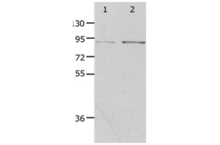 PIBF1 Antibody from Signalway Antibody (31261) - Antibodies.com