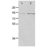 PIBF1 Antibody from Signalway Antibody (31261) - Antibodies.com