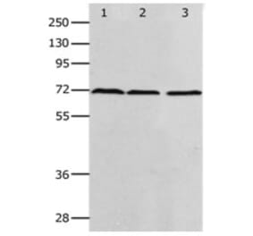 PRMT5 Antibody from Signalway Antibody (31262) - Antibodies.com