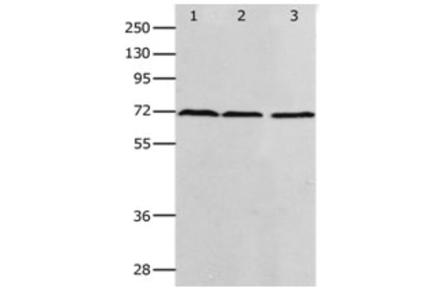 PRMT5 Antibody from Signalway Antibody (31262) - Antibodies.com