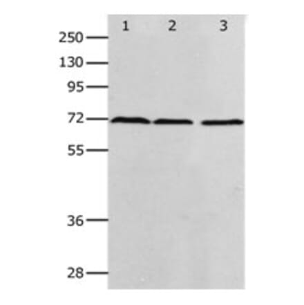 PRMT5 Antibody from Signalway Antibody (31262) - Antibodies.com