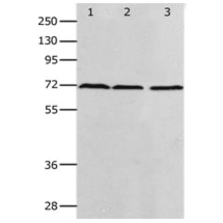PRMT5 Antibody from Signalway Antibody (31262) - Antibodies.com