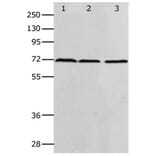 PRMT5 Antibody from Signalway Antibody (31262) - Antibodies.com
