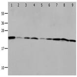 PRDX1 Antibody from Signalway Antibody (31263) - Antibodies.com