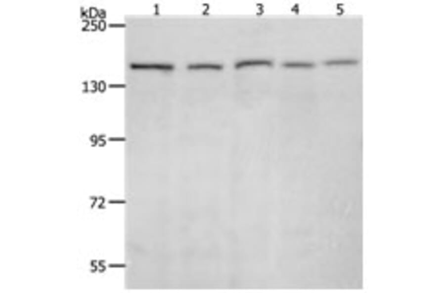 RAD50 Antibody from Signalway Antibody (31264) - Antibodies.com