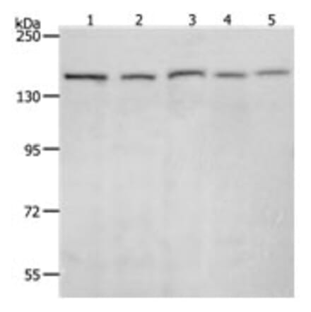 RAD50 Antibody from Signalway Antibody (31264) - Antibodies.com