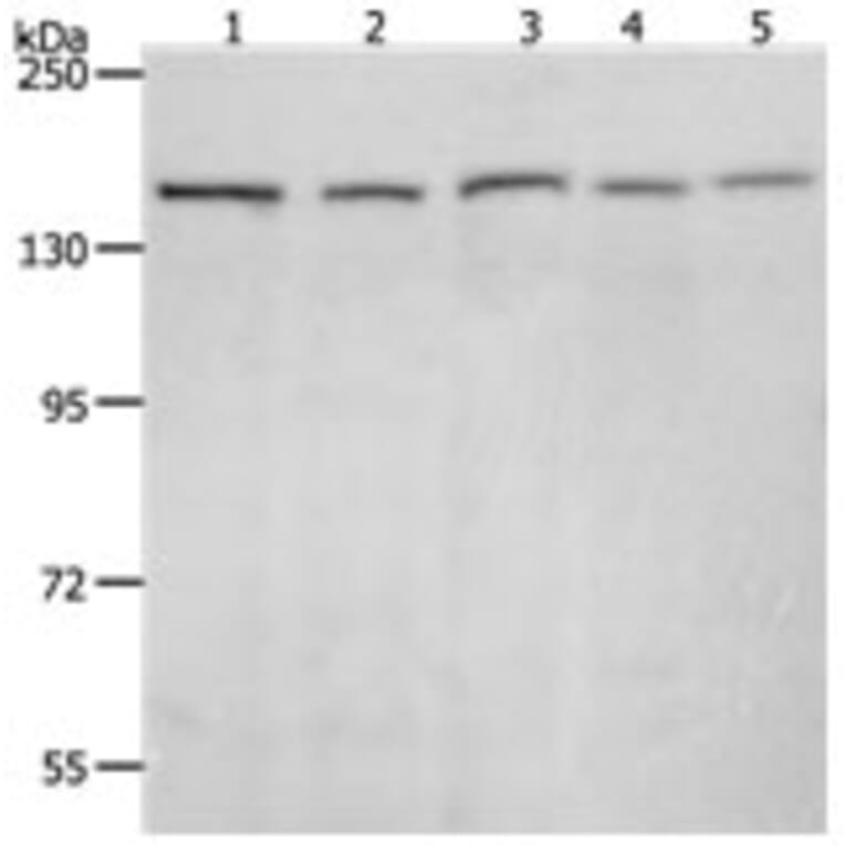 RAD50 Antibody from Signalway Antibody (31264) - Antibodies.com