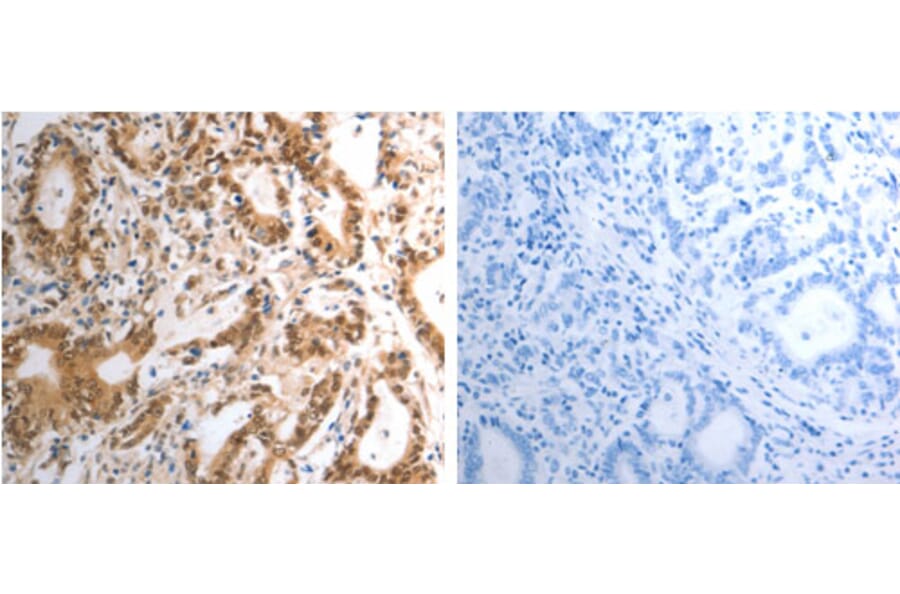 RAD50 Antibody from Signalway Antibody (31264) - Antibodies.com