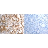 RAD50 Antibody from Signalway Antibody (31264) - Antibodies.com