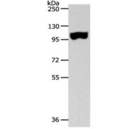 SPAG1 Antibody from Signalway Antibody (31270) - Antibodies.com