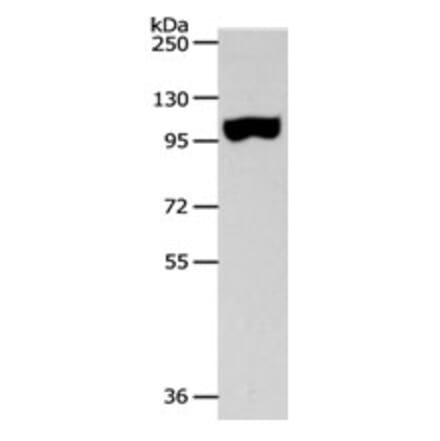 SPAG1 Antibody from Signalway Antibody (31270) - Antibodies.com