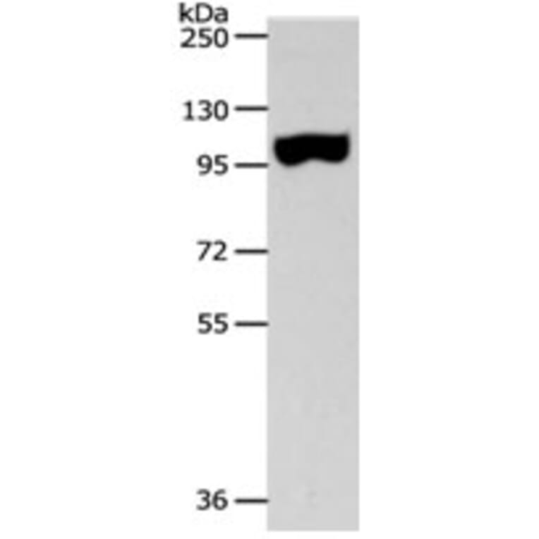 SPAG1 Antibody from Signalway Antibody (31270) - Antibodies.com