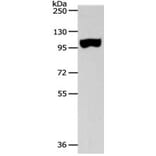 SPAG1 Antibody from Signalway Antibody (31270) - Antibodies.com