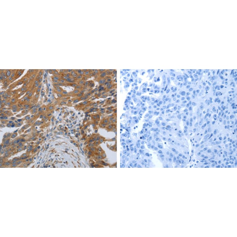 SPAG1 Antibody from Signalway Antibody (31270) - Antibodies.com