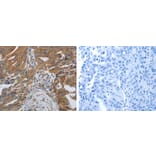 SPAG1 Antibody from Signalway Antibody (31270) - Antibodies.com