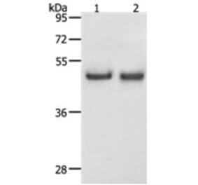 SPAG4 Antibody from Signalway Antibody (31271) - Antibodies.com