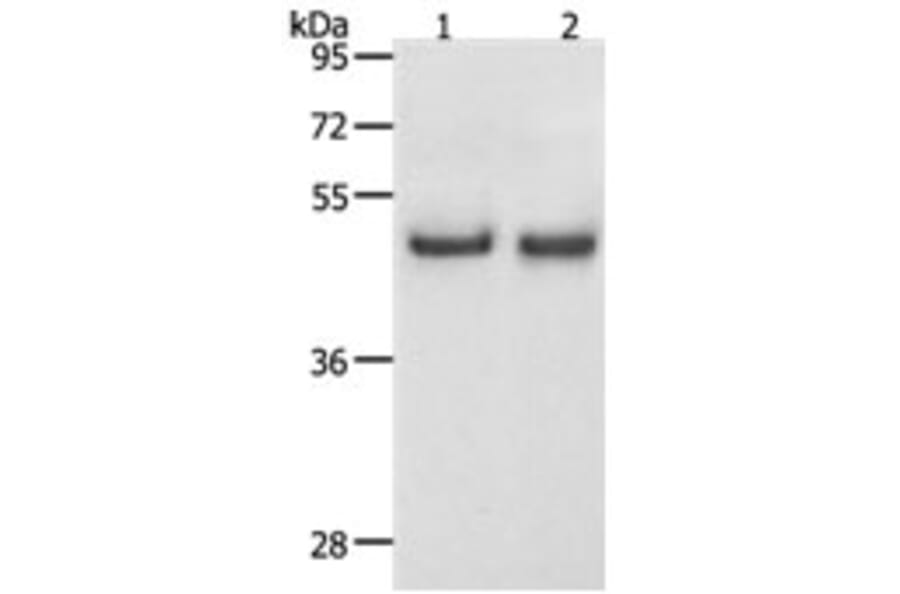 SPAG4 Antibody from Signalway Antibody (31271) - Antibodies.com