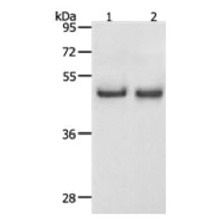 SPAG4 Antibody from Signalway Antibody (31271) - Antibodies.com