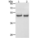 SPAG4 Antibody from Signalway Antibody (31271) - Antibodies.com