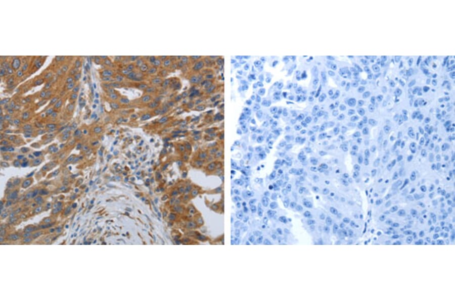 SPAG4 Antibody from Signalway Antibody (31271) - Antibodies.com