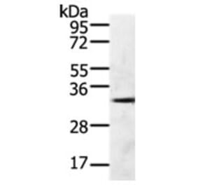 GFRA4 Antibody from Signalway Antibody (31272) - Antibodies.com