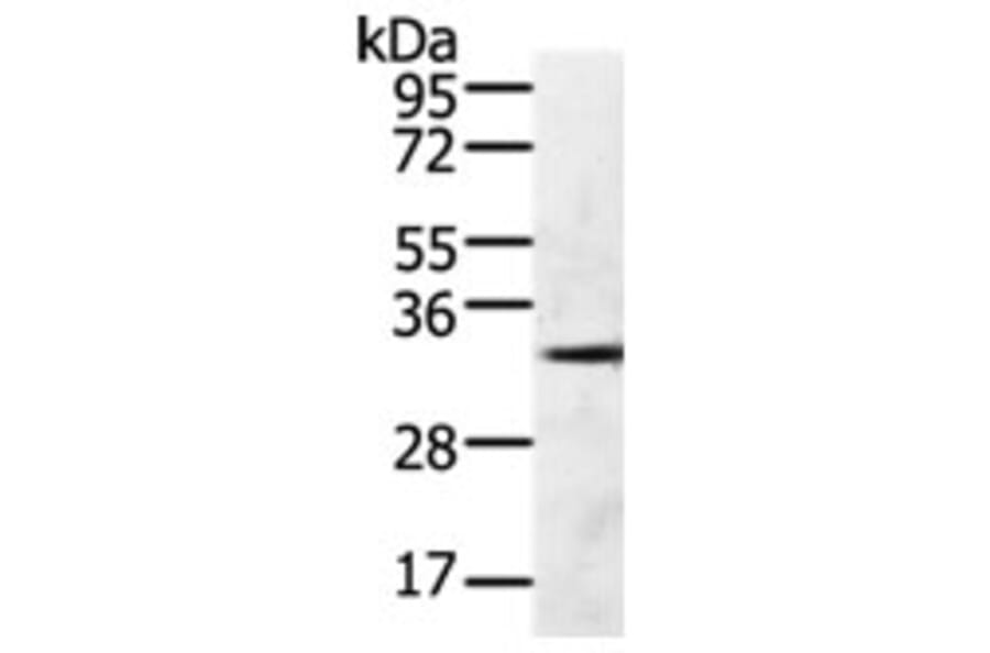 GFRA4 Antibody from Signalway Antibody (31272) - Antibodies.com