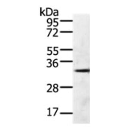 GFRA4 Antibody from Signalway Antibody (31272) - Antibodies.com