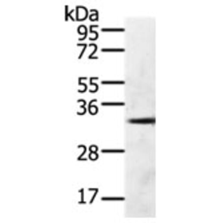GFRA4 Antibody from Signalway Antibody (31272) - Antibodies.com