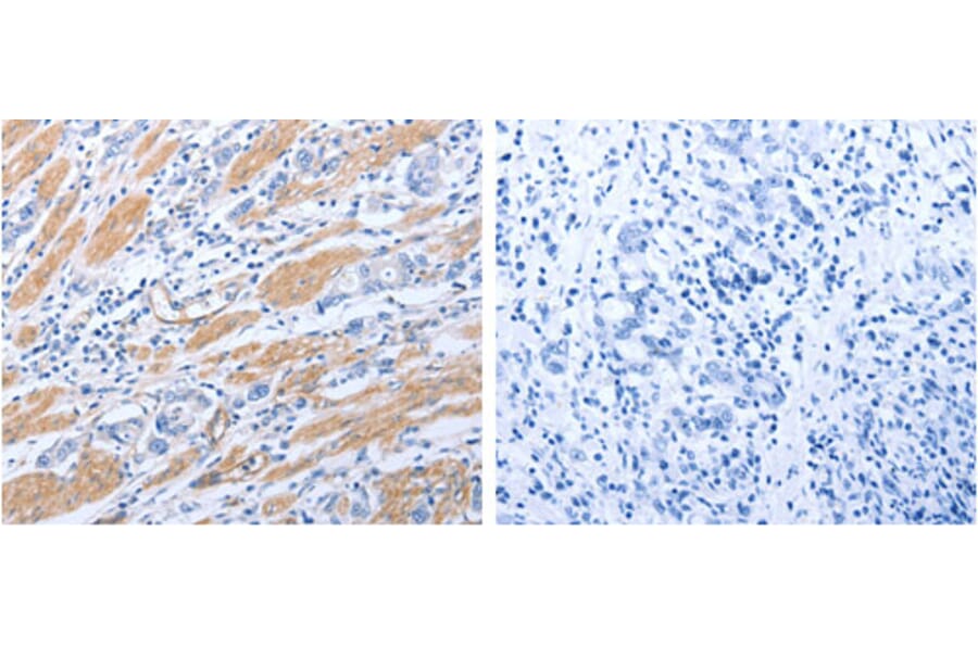 GFRA4 Antibody from Signalway Antibody (31272) - Antibodies.com