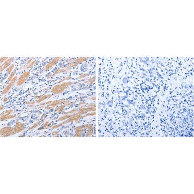 GFRA4 Antibody from Signalway Antibody (31272) - Antibodies.com