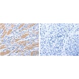GFRA4 Antibody from Signalway Antibody (31272) - Antibodies.com