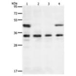 VEGFA Antibody from Signalway Antibody (31274) - Antibodies.com