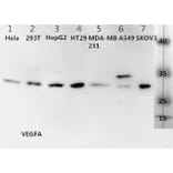 VEGFA Antibody from Signalway Antibody (31274) - Antibodies.com