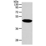 NPY1R Antibody from Signalway Antibody (31282) - Antibodies.com