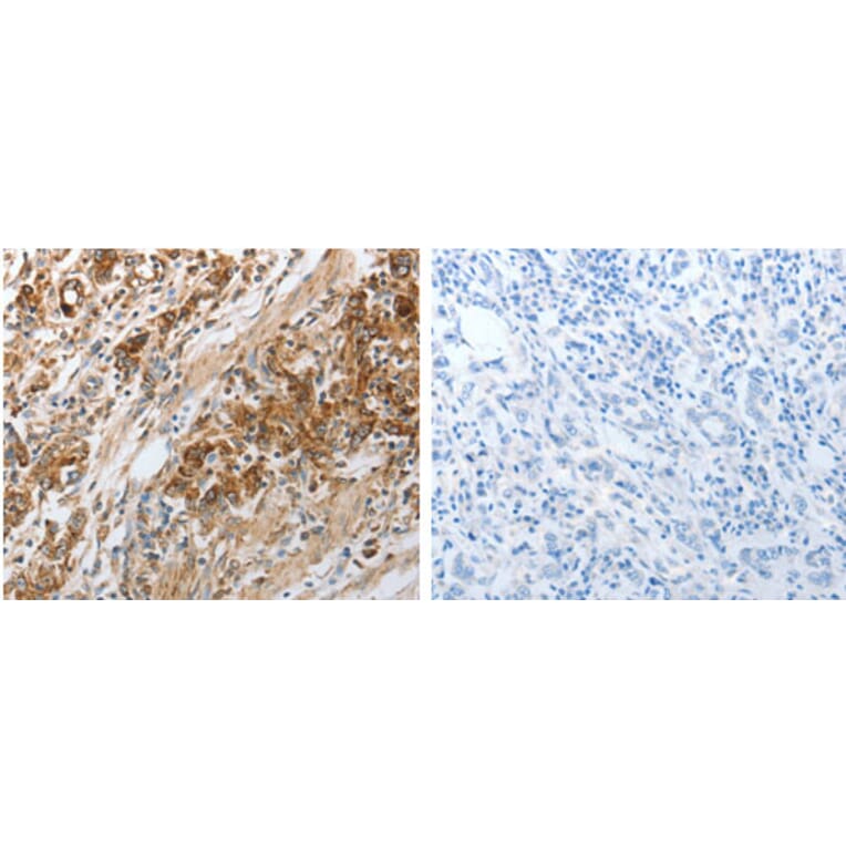 NPY1R Antibody from Signalway Antibody (31282) - Antibodies.com