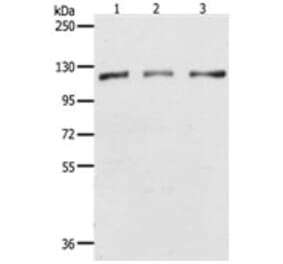 PARP1 Antibody from Signalway Antibody (31288) - Antibodies.com