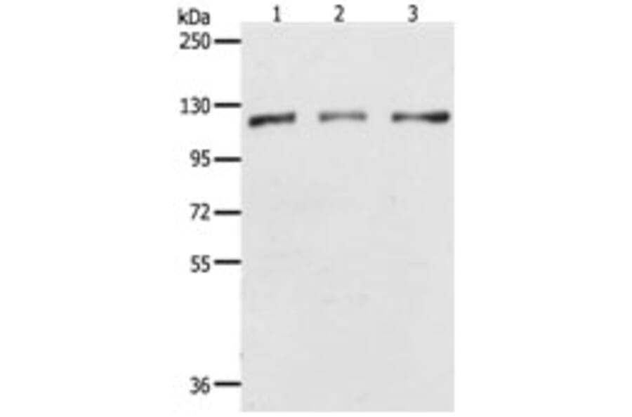 PARP1 Antibody from Signalway Antibody (31288) - Antibodies.com