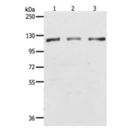 PARP1 Antibody from Signalway Antibody (31288) - Antibodies.com